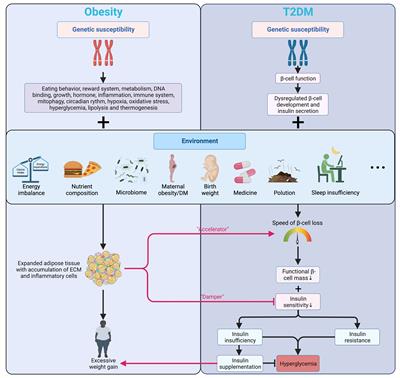 Frontiers | Obesity and type 2 diabetes mellitus: connections in